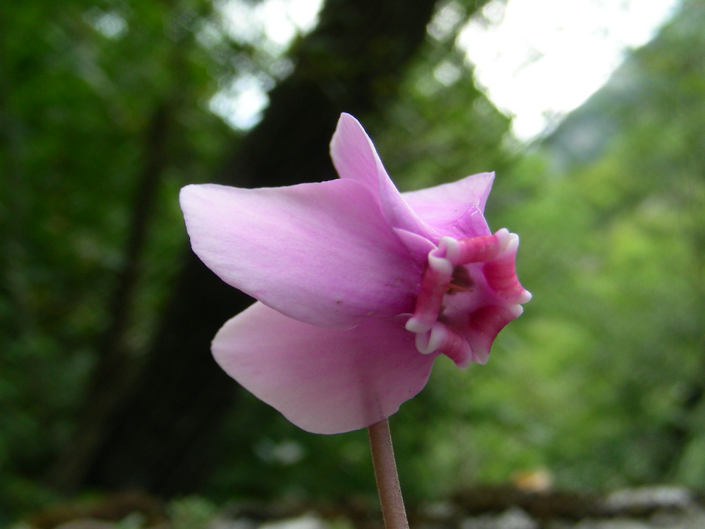 Cyclamen hederifolium / Ciclamino napoletano
